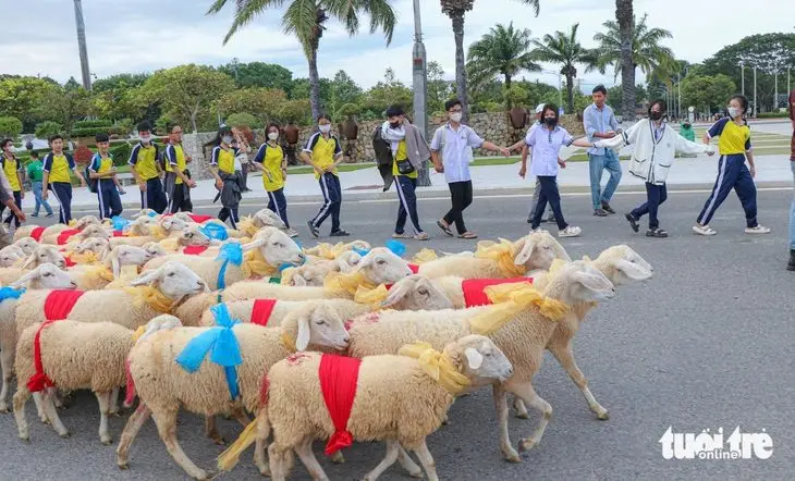 Hàng trăm con cừu lần đầu tiên "diện đồ" lên phố tỏ ra lúng túng nên các em học sinh tạo thành hàng rào để cừu đi đúng hàng và theo trình tự - Ảnh: DUY NGỌC