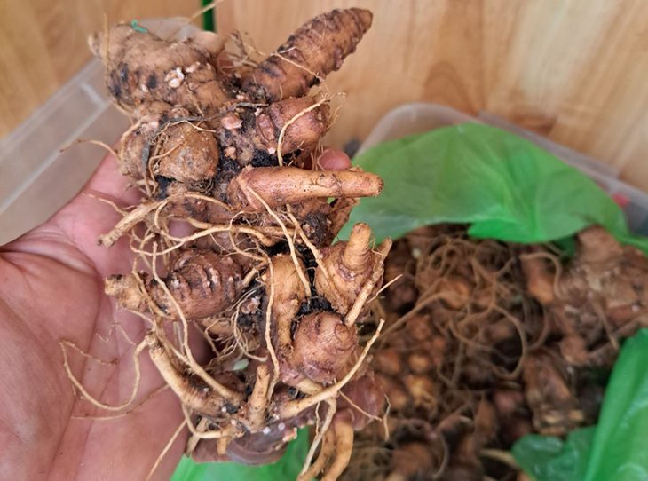 Tổ kiểm định phát hiện doanh nghiệp đưa 2kg nghi là sâm giả vào phiên chợ sâm Ngọc Linh - Ảnh: MẠNH TRƯỜNG